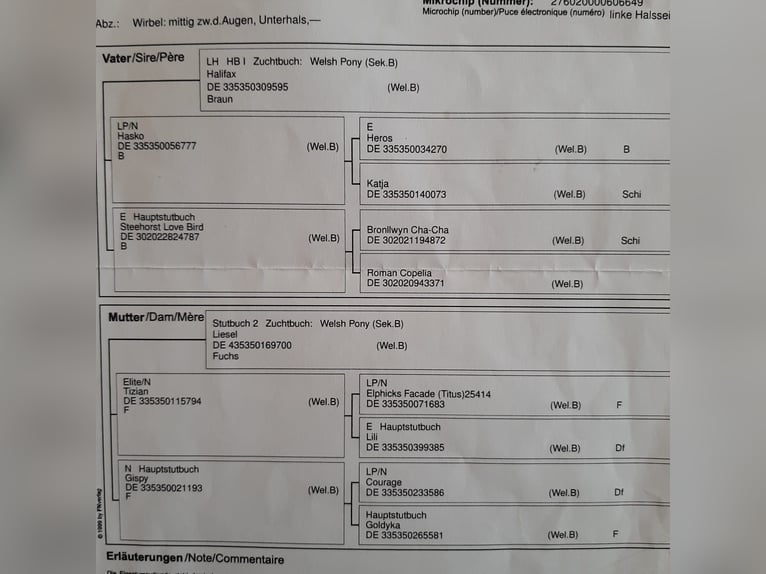 Kuc walijski sekcji B Klacz 7 lat 130 cm in Schömberg