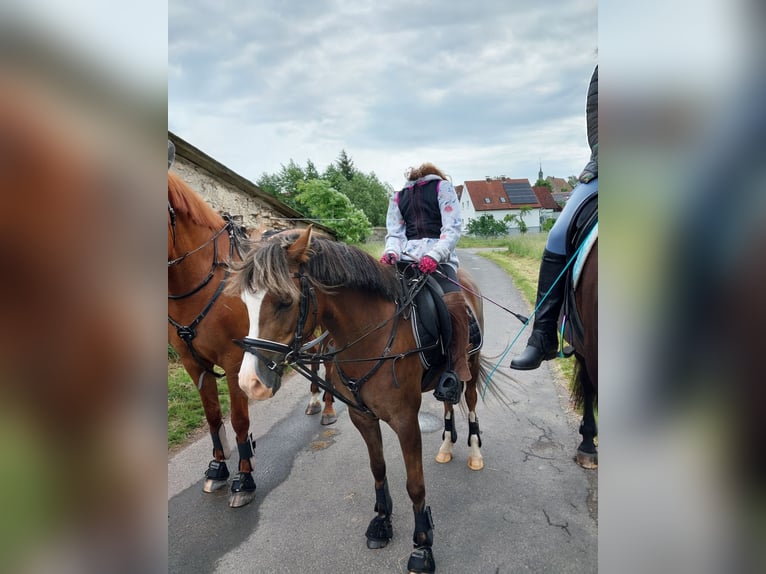Kuc walijski sekcji B Klacz 7 lat 133 cm Kasztanowata in Sulzfeld