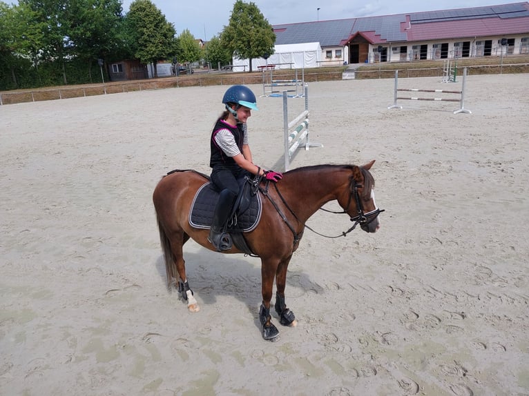 Kuc walijski sekcji B Klacz 7 lat 133 cm Kasztanowata in Sulzfeld