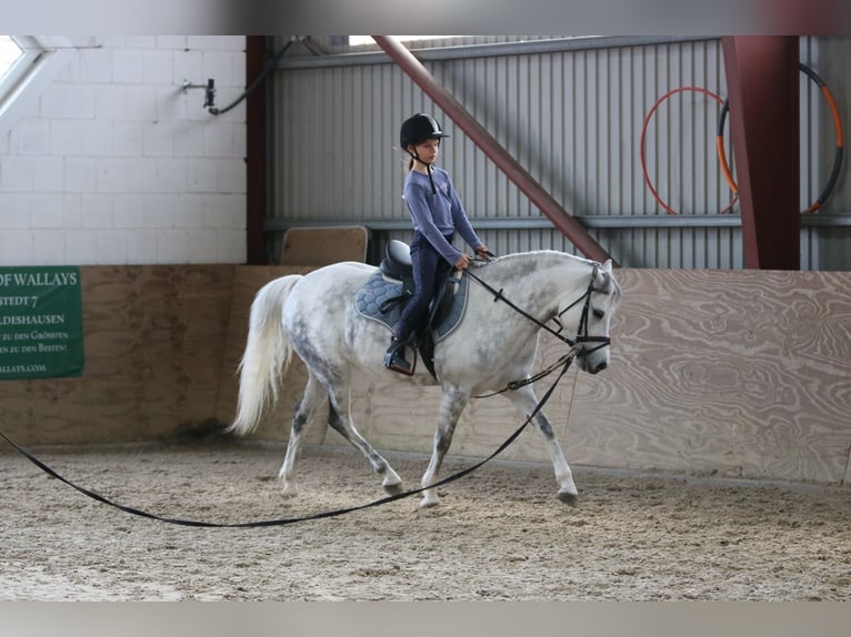 Kuc walijski sekcji B Klacz 7 lat 136 cm Siwa jabłkowita in Wildeshausen