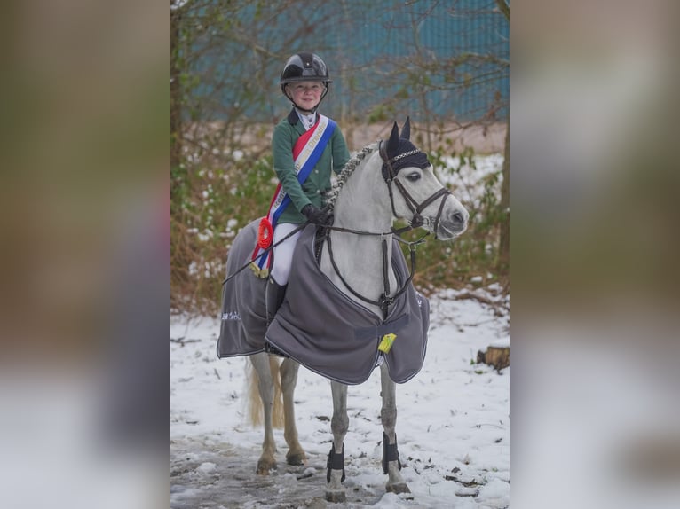 Kuc walijski sekcji B Klacz 8 lat 121 cm Siwa jabłkowita in Nieuw-Buinen