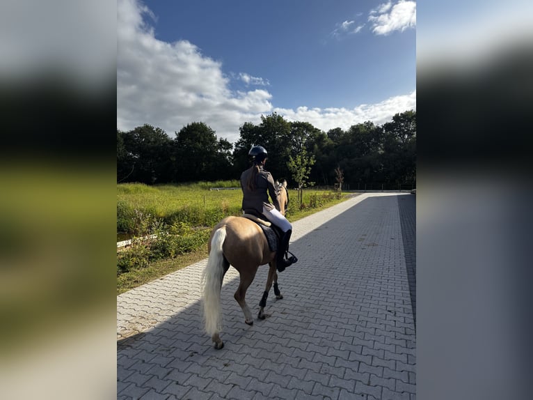 Kuc walijski sekcji B Klacz 8 lat 127 cm Izabelowata in Heerenveen