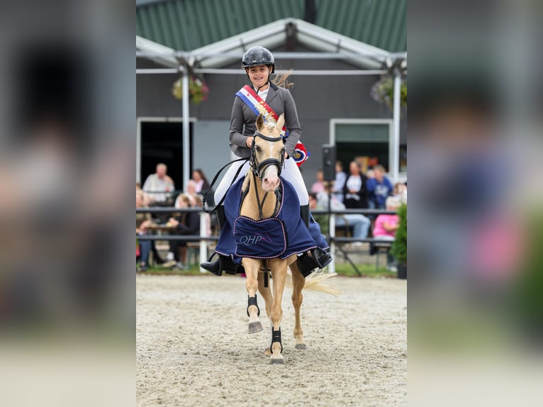 Kuc walijski sekcji B Klacz 8 lat 127 cm Izabelowata in Heerenveen