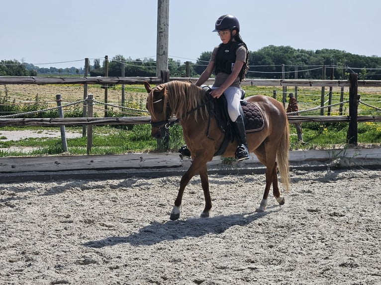 Kuc walijski sekcji B Klacz 8 lat 128 cm Ciemnokasztanowata in Grijpskerke