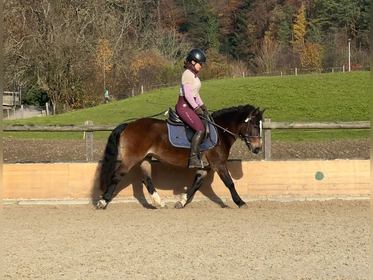 Kuc walijski sekcji B Mix Klacz 8 lat 130 cm Gniada in Adliswil