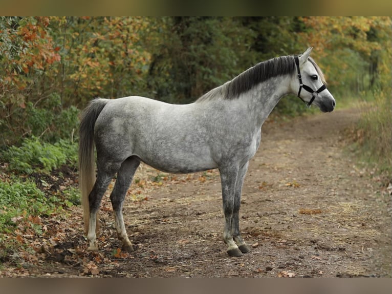 Kuc walijski sekcji B Klacz 8 lat 134 cm Siwa in Aalten