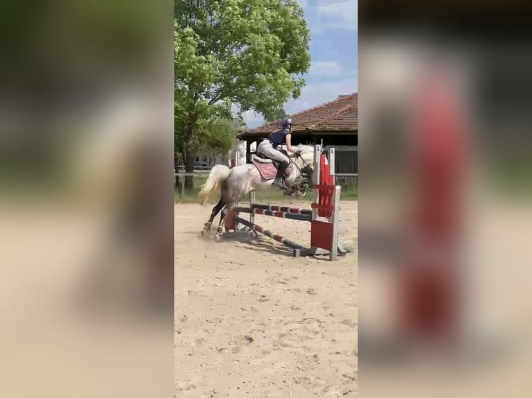 Kuc walijski sekcji B Klacz 8 lat 135 cm Siwa in Maisach