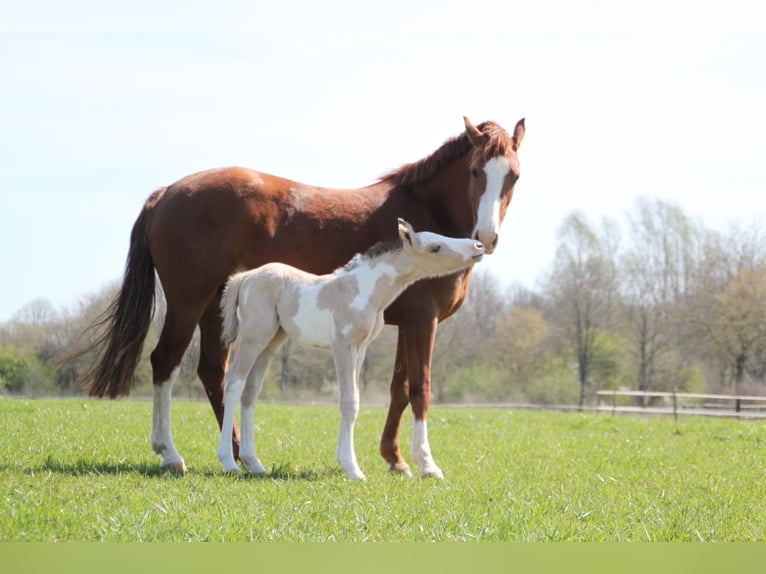 Kuc walijski sekcji B Klacz 8 lat 145 cm Kasztanowata in BovenauBovenau