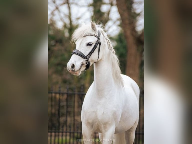 Kuc walijski sekcji B Klacz 9 lat 123 cm Siwa in Voorthuizen