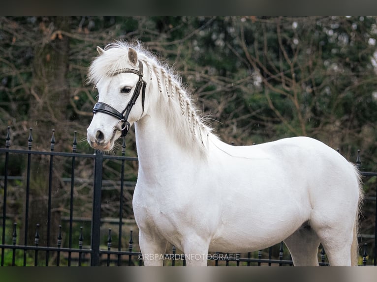 Kuc walijski sekcji B Klacz 9 lat 123 cm Siwa in Voorthuizen