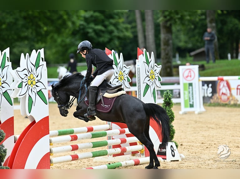 Kuc walijski sekcji B Klacz 9 lat 125 cm Kara in Eidenberg