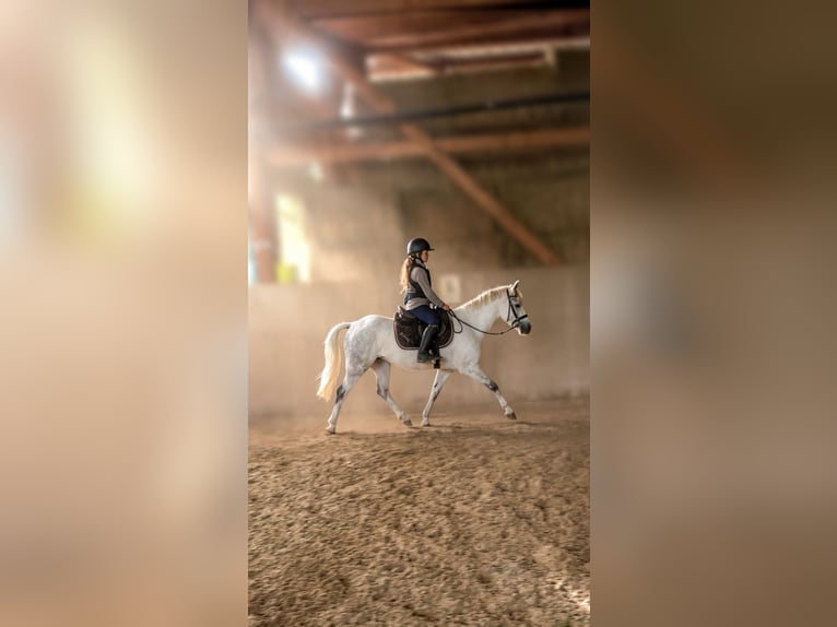 Kuc walijski sekcji B Klacz 9 lat 127 cm Siwa in Guntmadingen