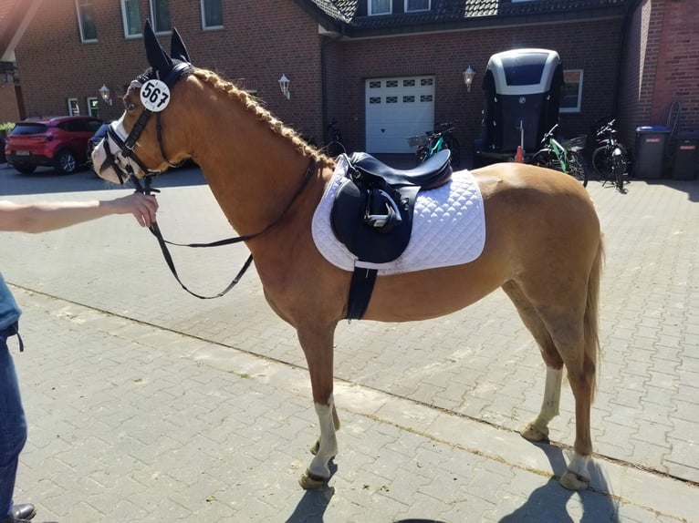 Kuc walijski sekcji B Klacz 9 lat 134 cm Kasztanowata in Rheine
