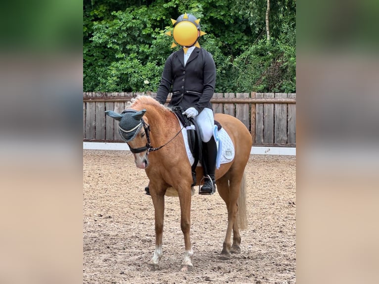 Kuc walijski sekcji B Klacz 9 lat 135 cm Izabelowata in M&#xFC;nchen