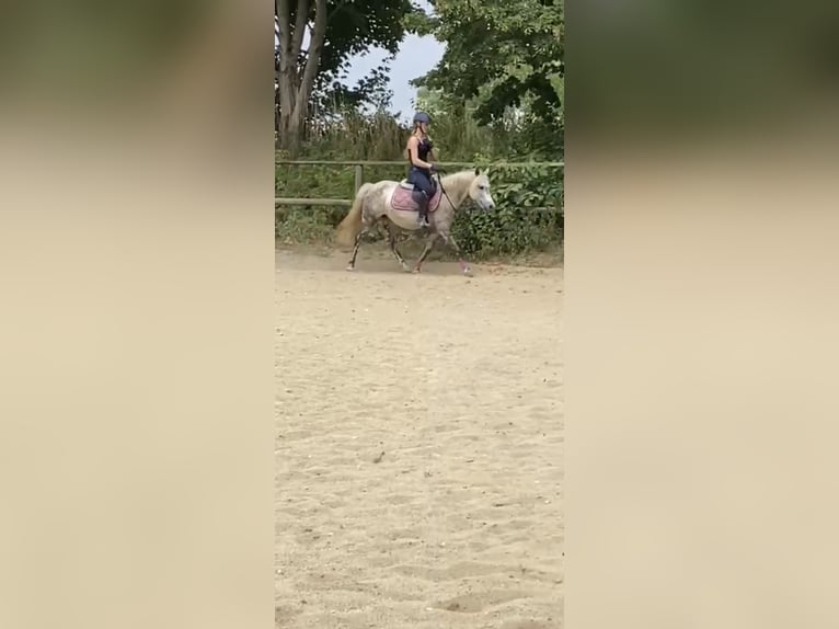 Kuc walijski sekcji B Mix Klacz 9 lat 135 cm Siwa in Maisach