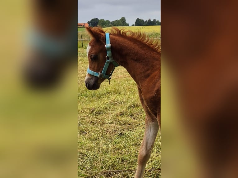 Kuc walijski sekcji B Klacz Źrebak (05/2024) 135 cm Ciemnokasztanowata in Liebenburg