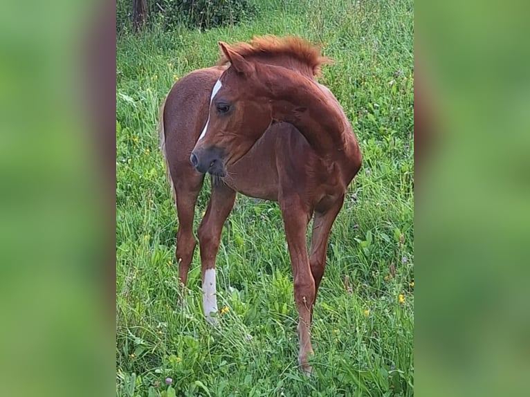 Kuc walijski sekcji B Klacz Źrebak (05/2024) 135 cm Ciemnokasztanowata in Liebenburg