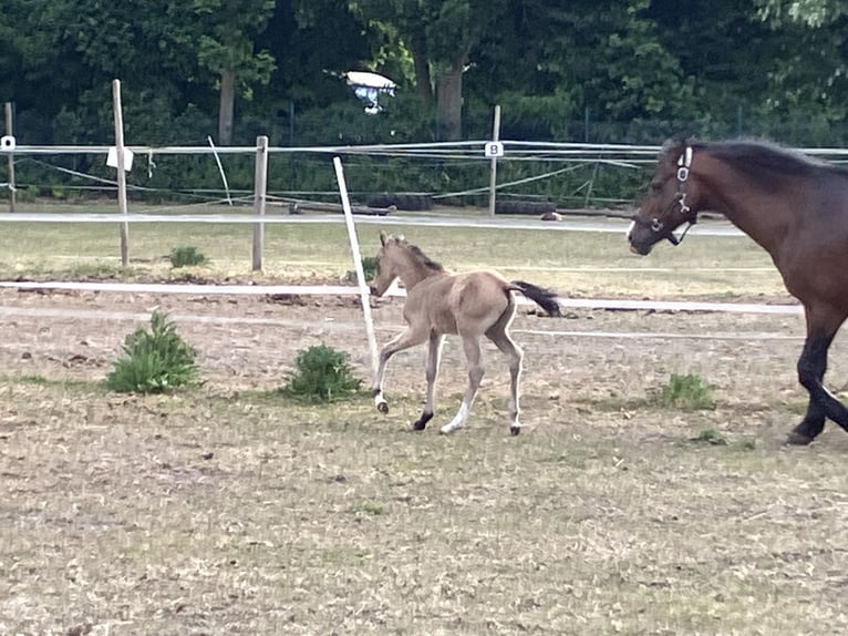 Kuc walijski sekcji B Klacz  136 cm Jelenia in Dötlingen