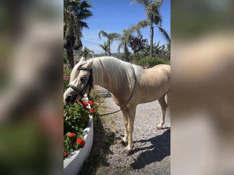 Kuc walijski sekcji B Ogier 10 lat Perłowa in Los Santos De Maimona