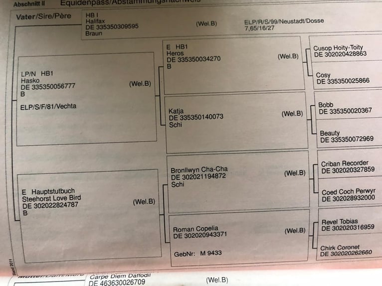 Kuc walijski sekcji B Ogier 11 lat 137 cm Kasztanowata in Erpolzheim