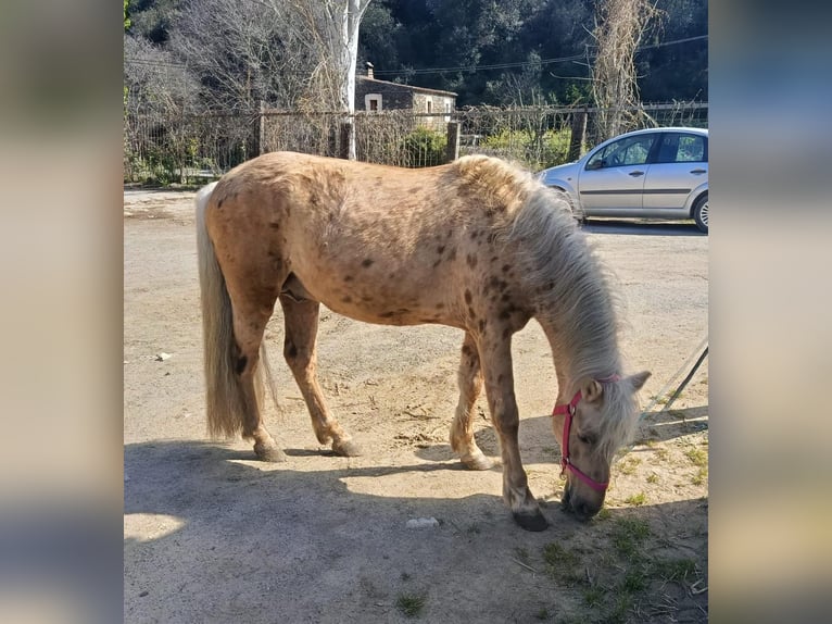 Kuc walijski sekcji B Mix Ogier 12 lat 127 cm Izabelowata in Santa Susanna