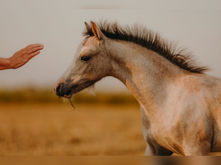 Kuc walijski sekcji B Ogier 1 Rok 120 cm Formy Brown Falb in ElzeElze
