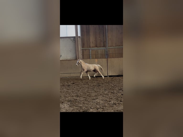 Kuc walijski sekcji B Ogier 1 Rok 134 cm Izabelowata in Gehrde
