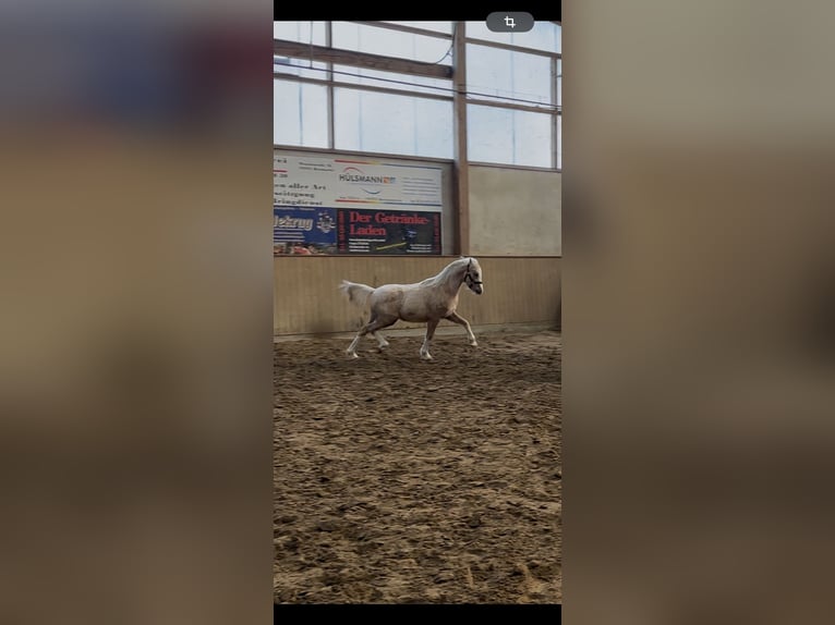 Kuc walijski sekcji B Ogier 1 Rok 134 cm Izabelowata in Gehrde