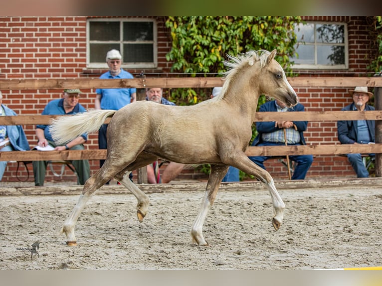 Kuc walijski sekcji B Ogier 1 Rok 134 cm Izabelowata in Gehrde