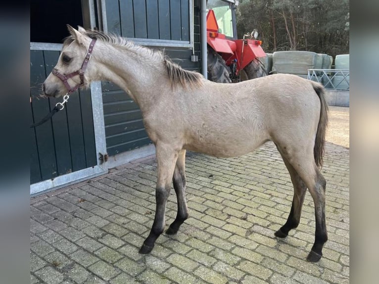 Kuc walijski sekcji B Ogier 1 Rok 135 cm Bułana in Worpswede