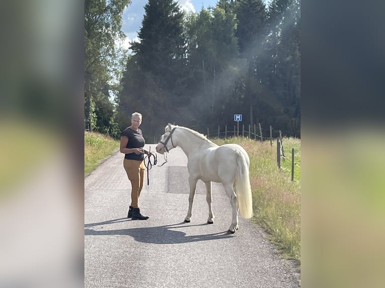 Kuc walijski sekcji B Ogier 2 lat 128 cm Cremello in Str&#xF6;msn&#xE4;sbruk
