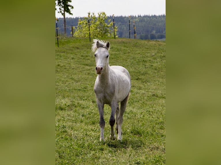 Kuc walijski sekcji B Ogier 2 lat Siwa in Wörth an der Donau