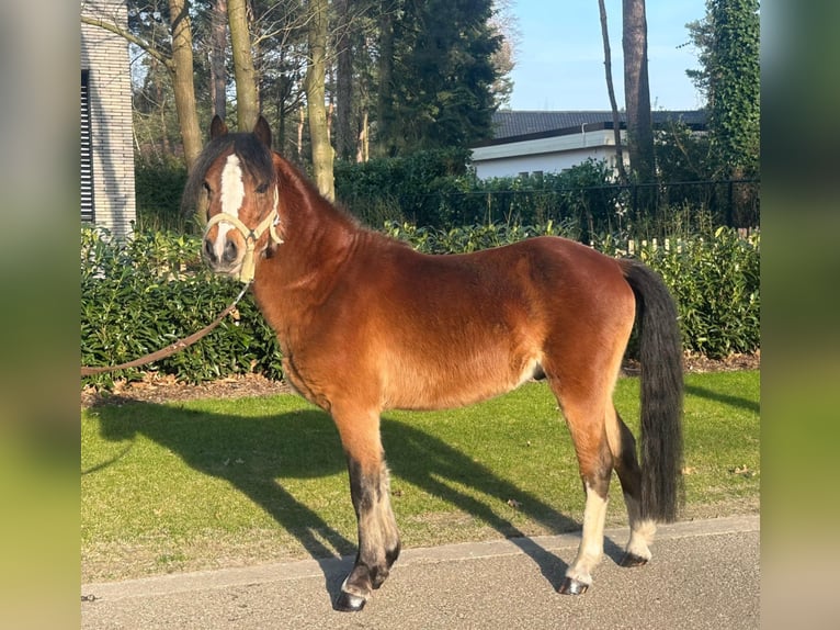 Kuc walijski sekcji B Ogier 3 lat 118 cm Gniada in Neerpelt
