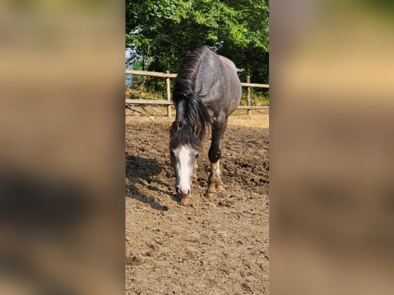 Kuc walijski sekcji B Ogier 3 lat 125 cm Siwa jabłkowita in Niederzier