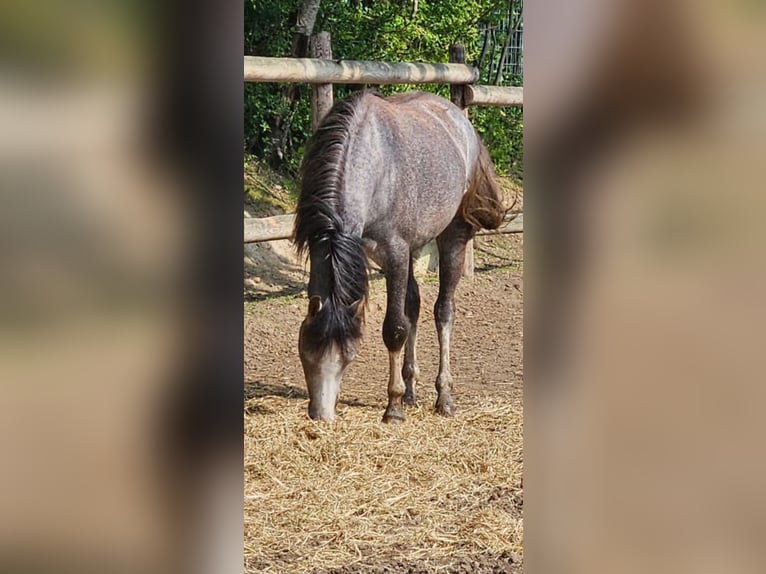 Kuc walijski sekcji B Ogier 3 lat 125 cm Siwa jabłkowita in Niederzier