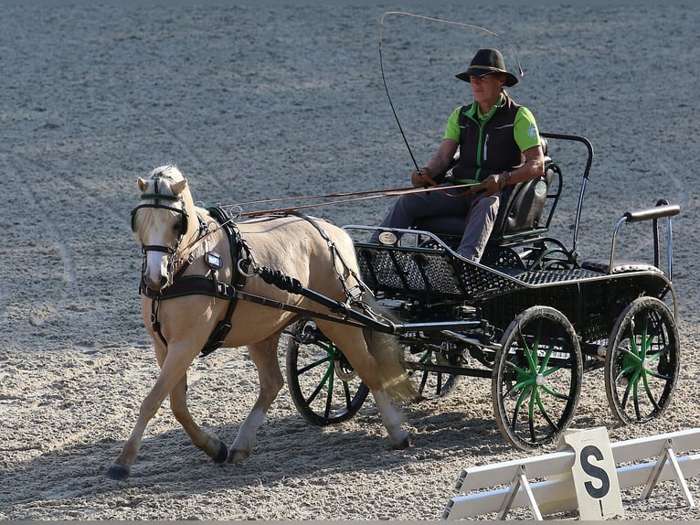 Kuc walijski sekcji B Ogier 3 lat 127 cm Kasztanowata in Dischingen