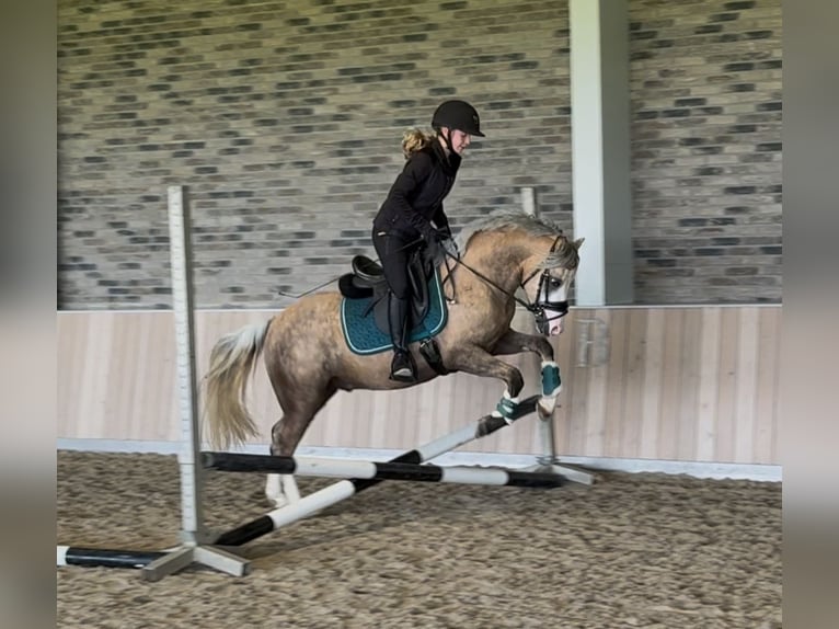 Kuc walijski sekcji B Ogier 3 lat 132 cm Izabelowata in Nieuwe Niedorp