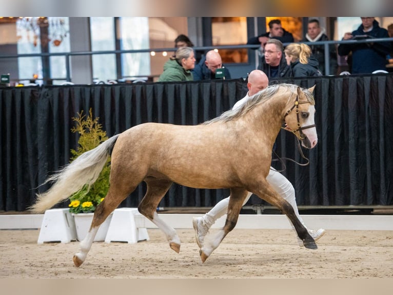 Kuc walijski sekcji B Ogier 3 lat 132 cm Izabelowata in Nieuwe Niedorp