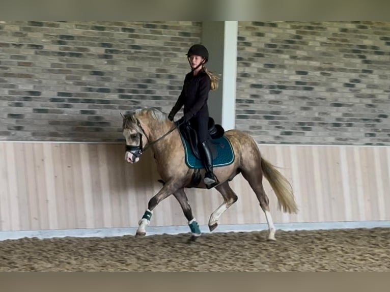 Kuc walijski sekcji B Ogier 3 lat 132 cm Izabelowata in Nieuwe Niedorp