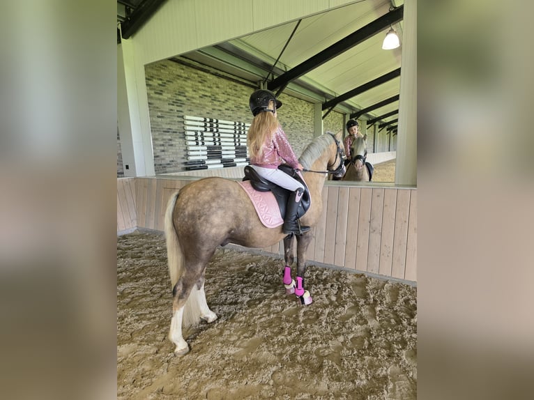 Kuc walijski sekcji B Ogier 3 lat 132 cm Izabelowata in Nieuwe Niedorp