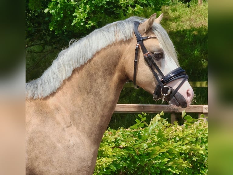 Kuc walijski sekcji B Ogier 3 lat 132 cm Izabelowata in Nieuwe Niedorp