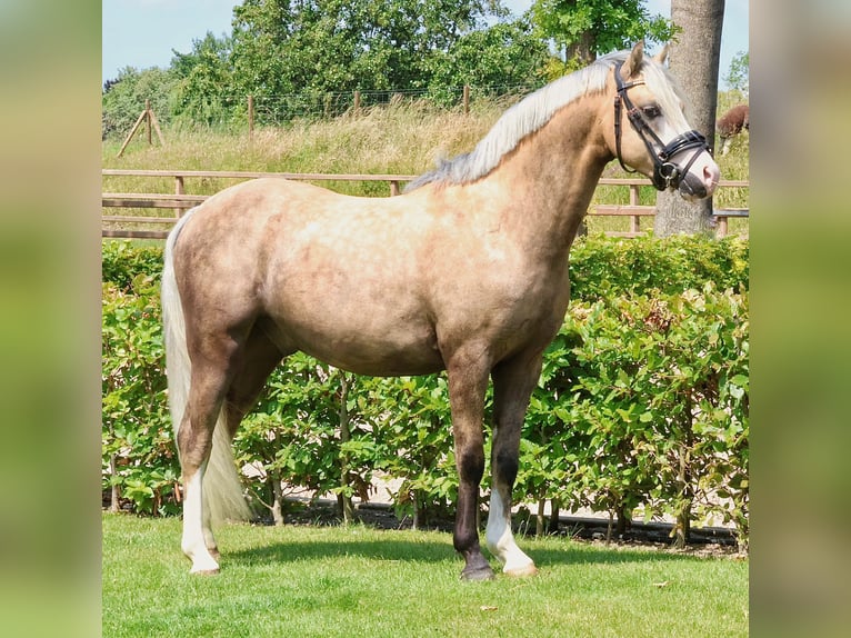 Kuc walijski sekcji B Ogier 3 lat 132 cm Izabelowata in Nieuwe Niedorp