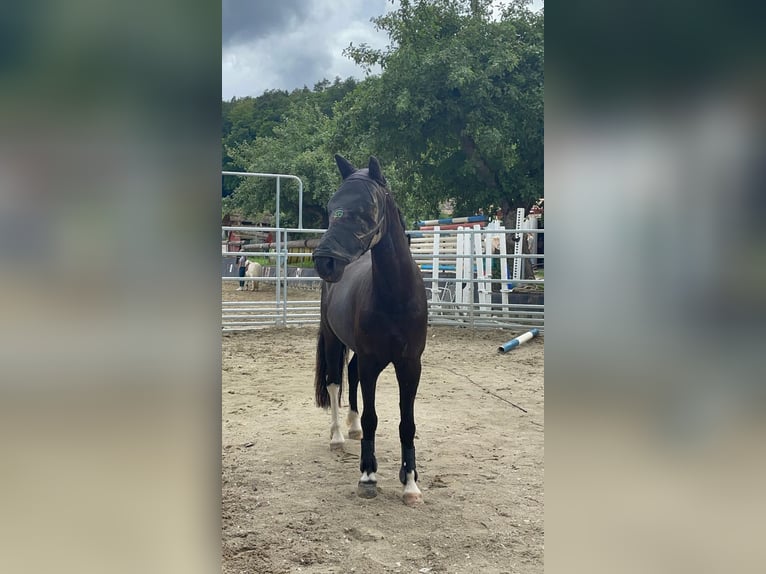Kuc walijski sekcji B Mix Ogier 7 lat 137 cm Kara in GaienhofenGaienhofen