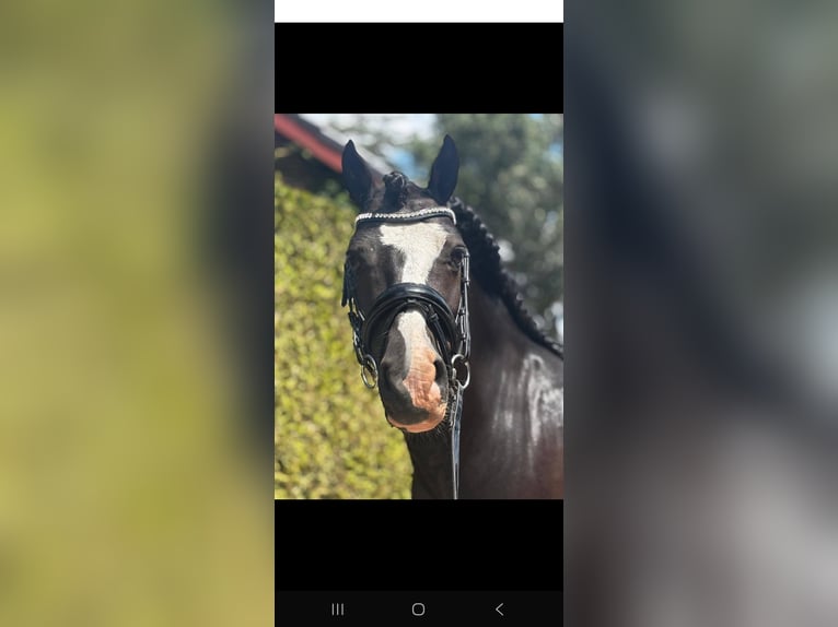 Kuc walijski sekcji B Ogier 9 lat 126 cm Kara in Prinsenbeek