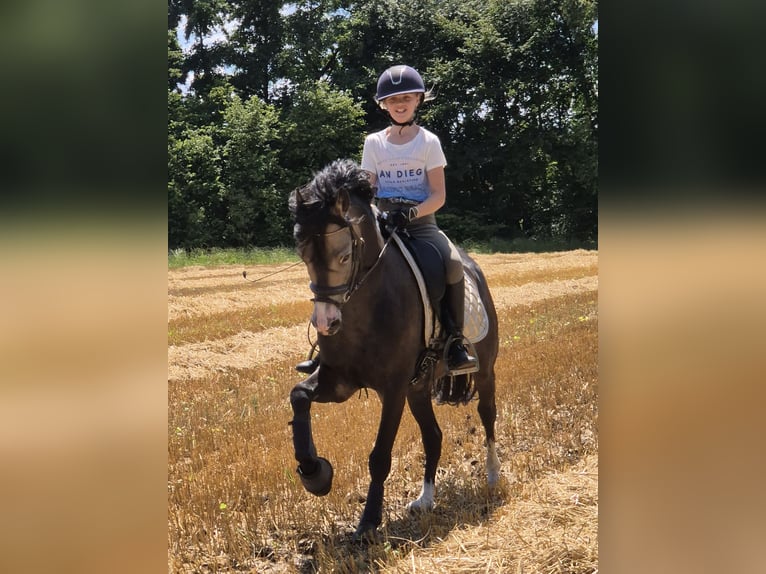 Kuc walijski sekcji B Ogier 9 lat 144 cm Jelenia in Velen