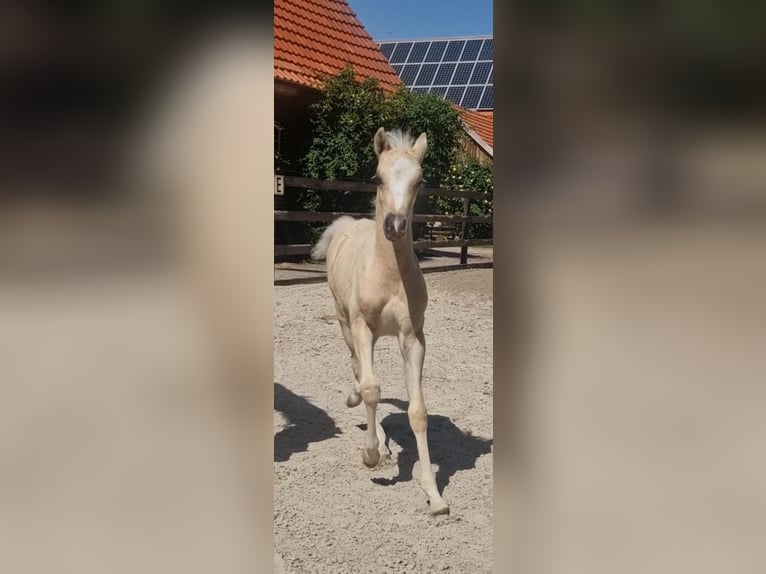 Kuc walijski sekcji B Ogier Źrebak (04/2026) 135 cm Izabelowata in Molbergen
