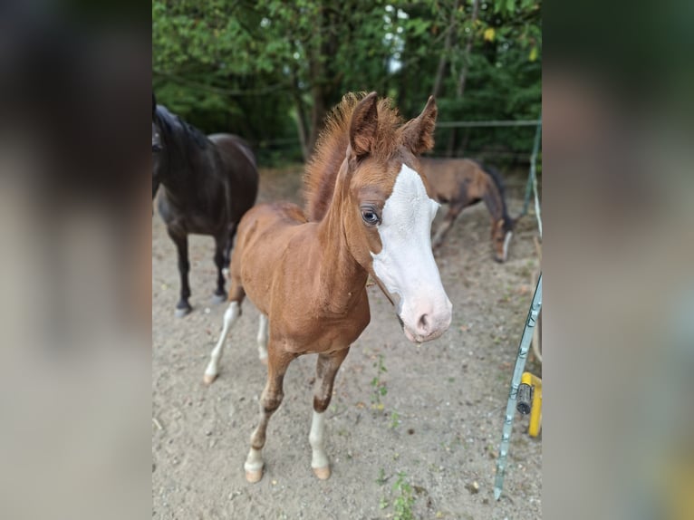 Kuc walijski sekcji B Ogier Źrebak (05/2025) 137 cm Ciemnokasztanowata in Hagen