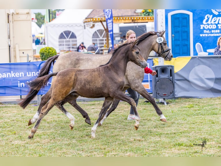 Kuc walijski sekcji B Ogier Źrebak (05/2025) Gniada in WardenburgWardenburg