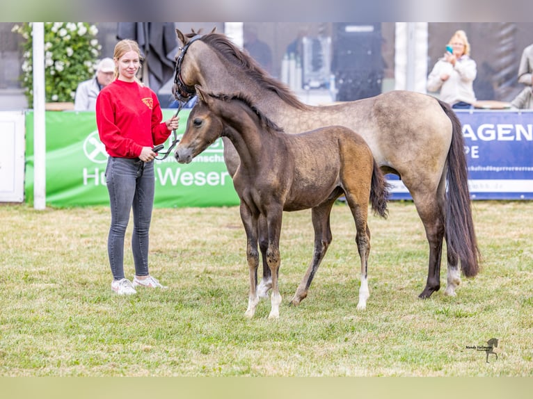 Kuc walijski sekcji B Ogier Źrebak (05/2025) Gniada in WardenburgWardenburg