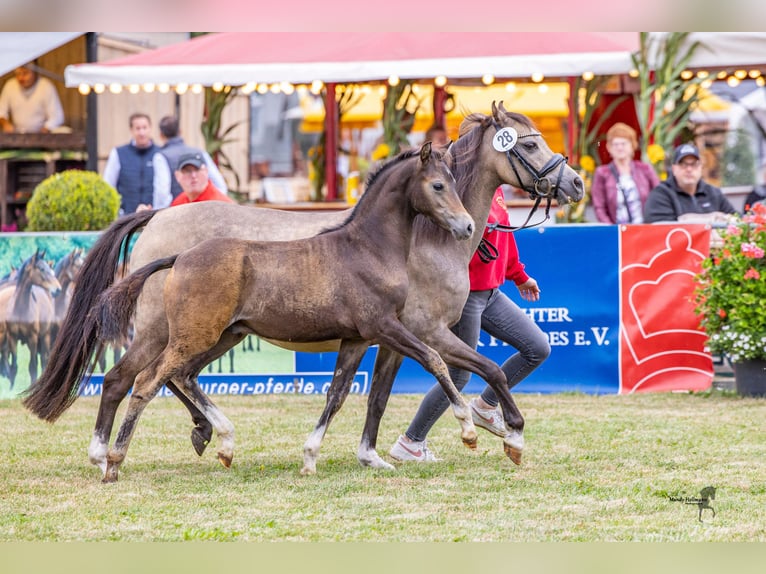 Kuc walijski sekcji B Ogier Źrebak (05/2025) Gniada in WardenburgWardenburg